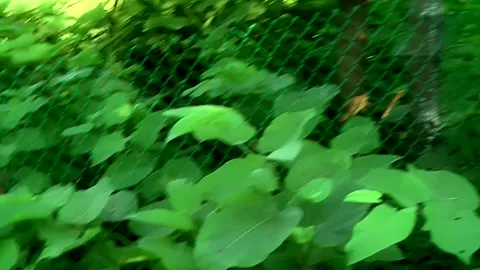 Jocelyn in outdoor scene with an amateur girl sucking dick