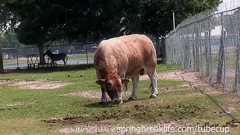 SpringBreakLife Video: Naked Farm