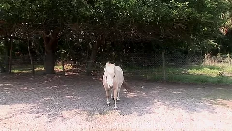 SpringBreakLife Video: Naked Farm