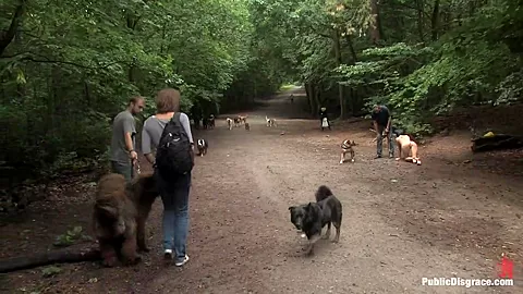The Dog Walk