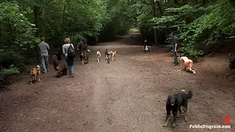 The Dog Walk