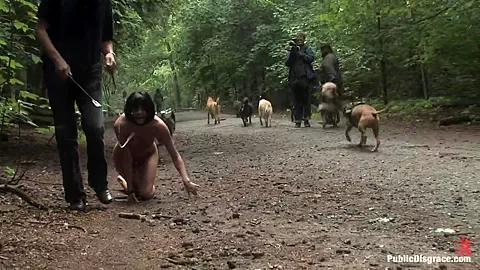 The Dog Walk