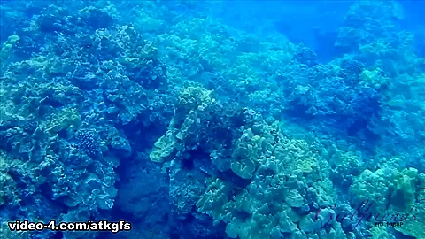Snorkeling Leads To Fucking With Aria - ATKGirlfriends