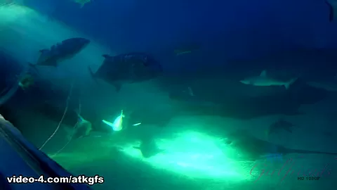 Rina Has Fun On The Beach, And The Aquarium - ATKGirlfriends