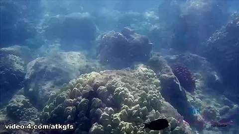 Rosalyn Checks Out The Aquarium, And Does Some Snorkeling - ATKGirlfriends