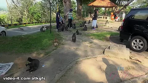 Kenzie Meets Some Monkeys, And They Love Her - ATKGirlfriends