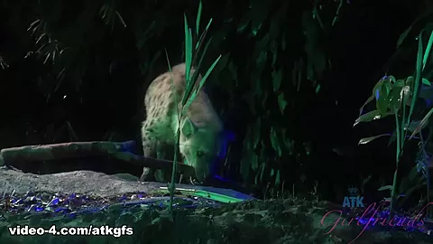 Jill Enjoys The Night Safari, And Your Cock In The Morning - ATKGirlfriends