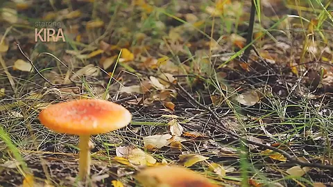 Forest Fantasy - Kira - Errotica-Archives