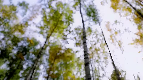 Forest Fantasy - Kira - Errotica-Archives