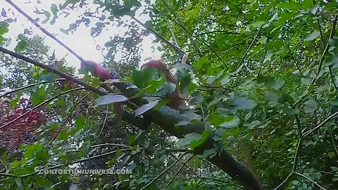 Acrobatics Hidden In The Forest - Watch4Fetish