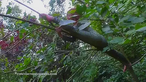 Acrobatics Hidden In The Forest - Watch4Fetish