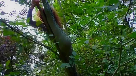 Acrobatics Hidden In The Forest - Watch4Fetish