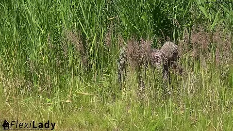 My Animal Instinct - Watch4Fetish