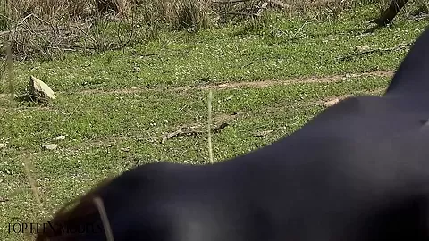 Flexible Catsuit Beauty In Nature - Watch4Fetish