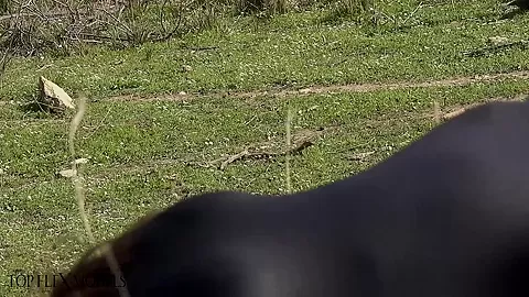 Flexible Catsuit Beauty In Nature - Watch4Fetish