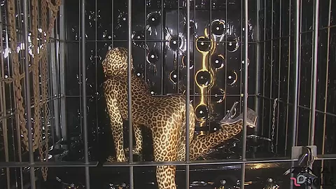 Wild Leopard Strip - Watch4Fetish