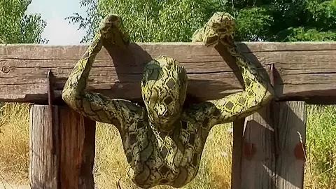 Strange Flexible Being In Nature - Watch4Fetish