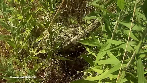 Strange Flexible Being In Nature - Watch4Fetish