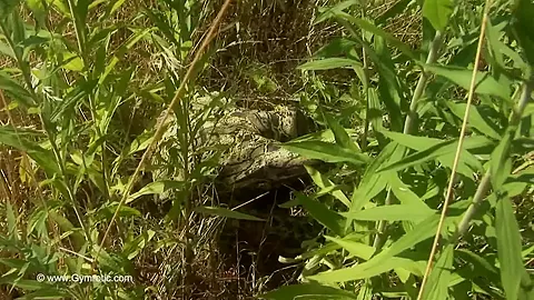 Strange Flexible Being In Nature - Watch4Fetish