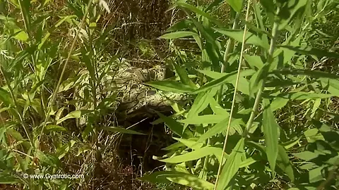 Strange Flexible Being In Nature - Watch4Fetish