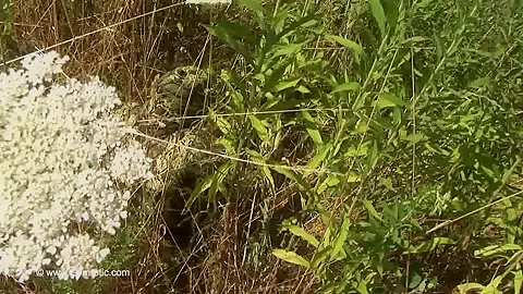 Strange Flexible Being In Nature - Watch4Fetish