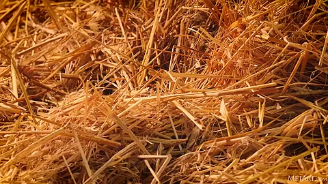 Farm - Zazie - Met-Art