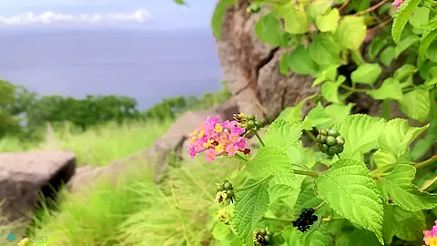 My Trip To Komodo Island Vol3 - Sex Movies Featuring Katya-Clover