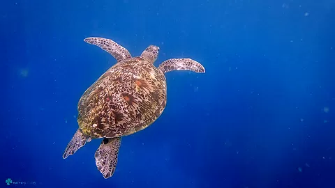 My Trip To Komodo Island Vol2 - Sex Movies Featuring Katya-Clover