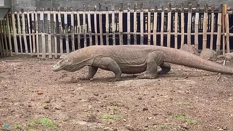 My Trip To Komodo Island Vol1 - Sex Movies Featuring Katya-Clover