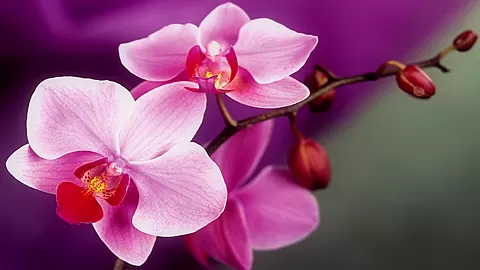 Toolbox - Sex Movies Featuring Cherryfae