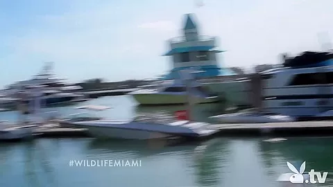 THE WILD LIFE : MIAMI, Season #1 Ep.5