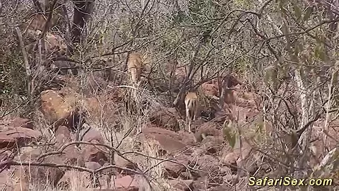 wild african jeep sex safari