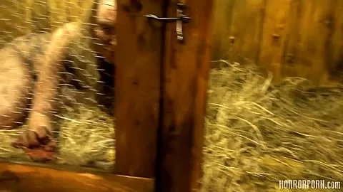 HORRORPORN - Rabbit hutch