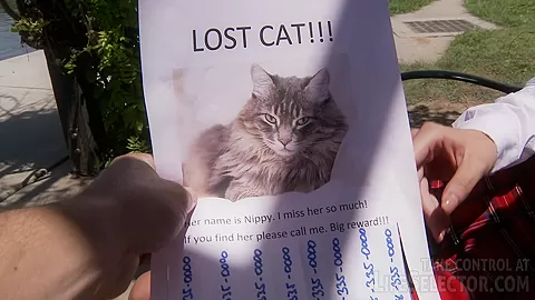 Lost Pussycat - LifeSelector
