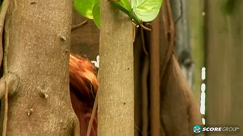 Forest Foot Fairy - Legsex