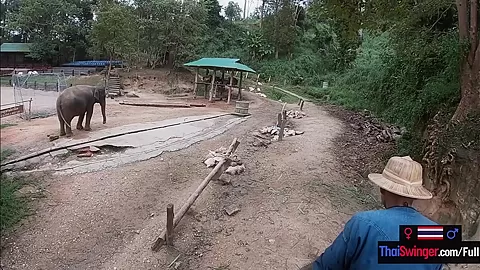 Elephant riding in Thailand with teen 18+ couple who had sex afterwards