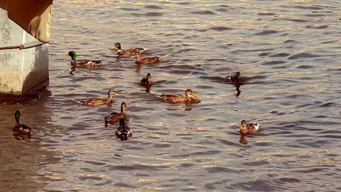 SINematica - Duck Season
