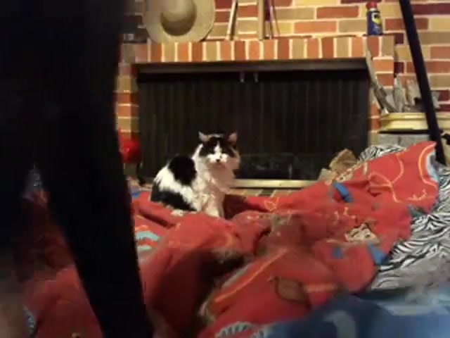 Lingeried TS gets her ass fisted