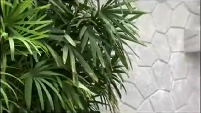 Busty Brunette Shemale Gets Nailed