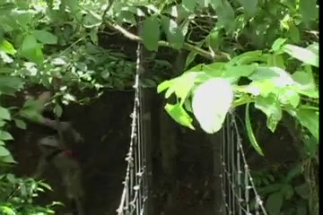 Tranny hunter 3 scene1