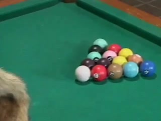 Interracial Fuck on pool table