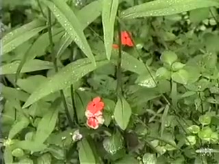 tranny Interraction- Gentlemens clip scene