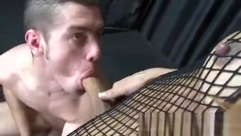Italian sheboy Devouring hellos Hard knob