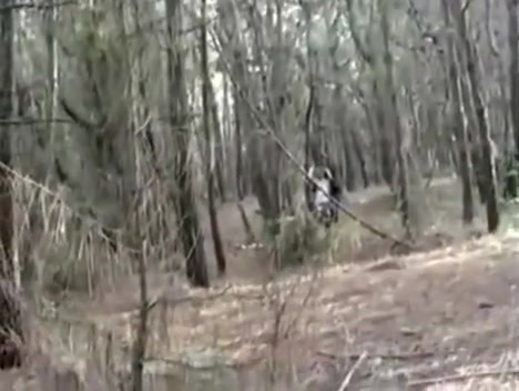 whorety orgy In The Forest
