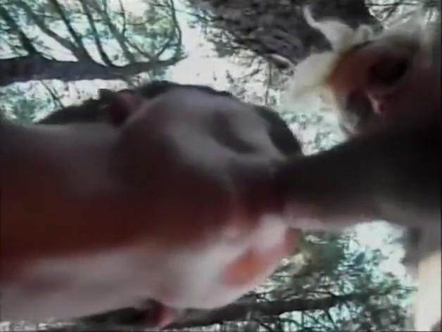 Finding A tgirl In The Forest - Sin town
