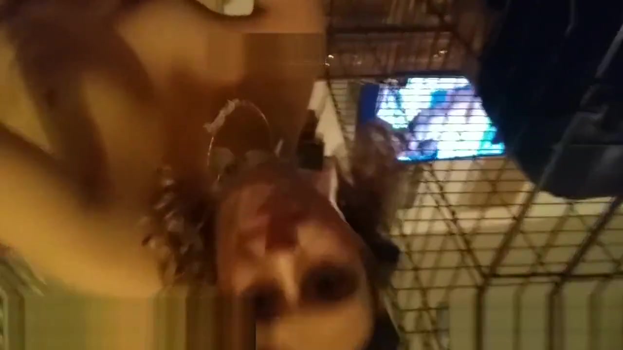 Caged slut served right