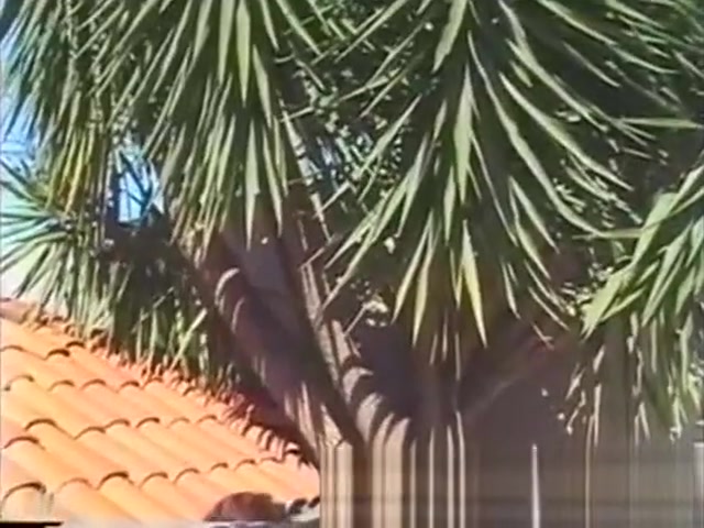 Tiny shemale gets cock outdoors