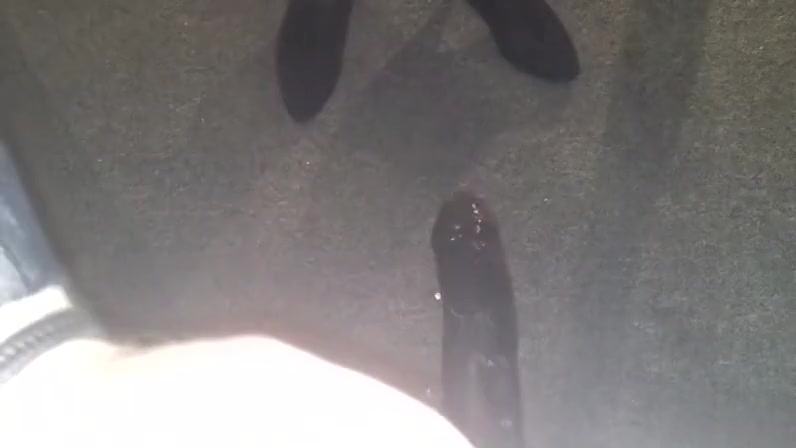 Jenny deepthroats on big black dong