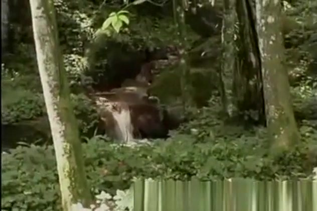 Forest Jazzing With A TS Slut