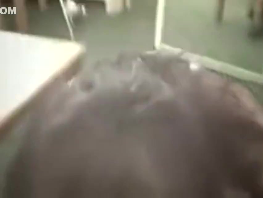 Transsexual like dick and cumshot